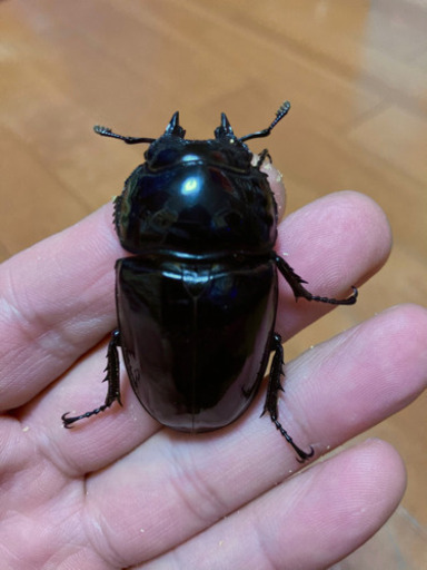 (問い合わせ中)タランドゥス♀53㎜　種付け未使用