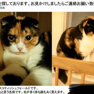 飼い猫探しています　スコティッシュフォールド