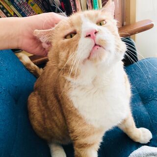 デカ顔の甘えん坊パップ君！