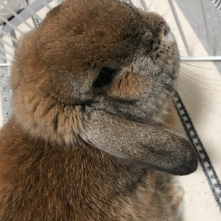 ホーランドロップ大至急引き取りて探してます❗️
