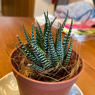 多肉植物 十二の巻①の画像