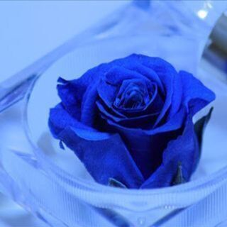 千葉・埼玉・東京・神奈川・栃木・茨城方のメンバー募集です(*^^*)