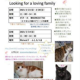 保護猫譲渡会☆ボヌール　2、21