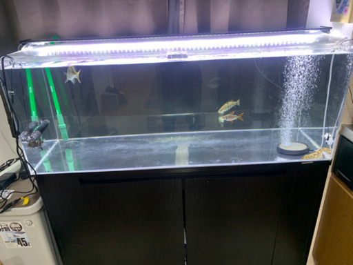 水槽　熱帯魚　セット