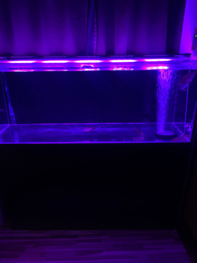 水槽　熱帯魚　セット