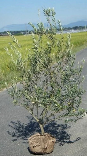 フェイジョア  アポロ　H1.5m（根鉢除く）