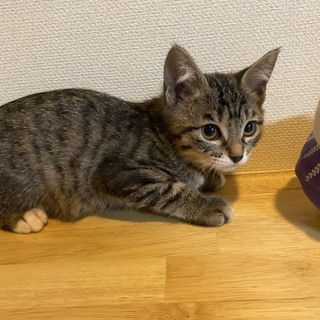 里親募集します