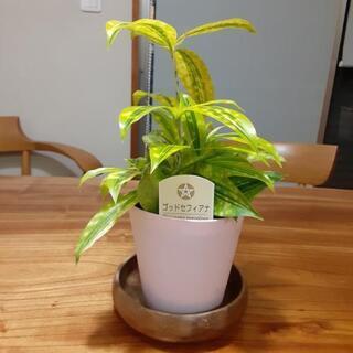 観葉植物　ゴッドセフィアナ