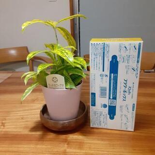 観葉植物　ゴッドセフィアナの画像