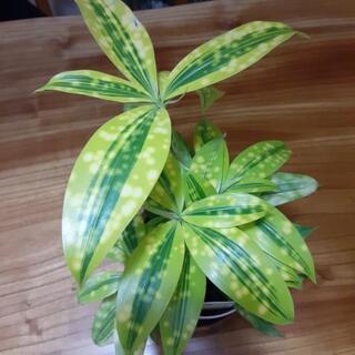 観葉植物　ゴッドセフィアナの画像
