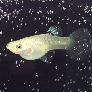 熱帯魚　国産ブルーグラスから生まれたレッドグラス　3ペア　の画像