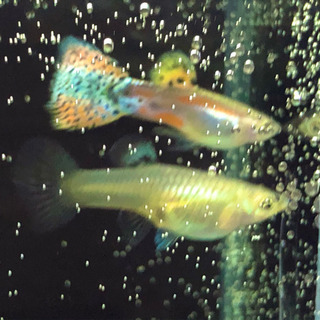 熱帯魚　国産ブルーグラスから生まれたレッドグラス　3ペア　の画像