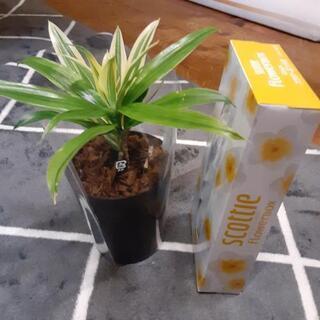 観葉植物　ドラセナ　ソングオブスリランカの画像