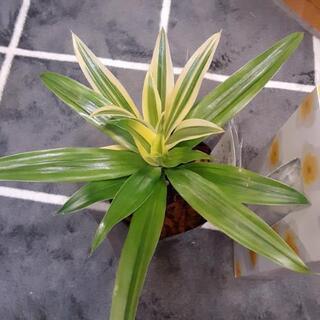 観葉植物　ドラセナ　ソングオブスリランカの画像