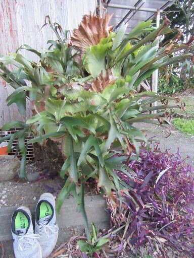観葉植物，コウモリラン（ビカクシダ）