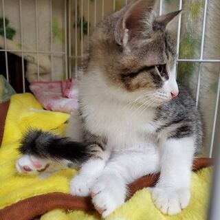 2020年12/1生 キジ白男の子【里親決まりました】 - 猫