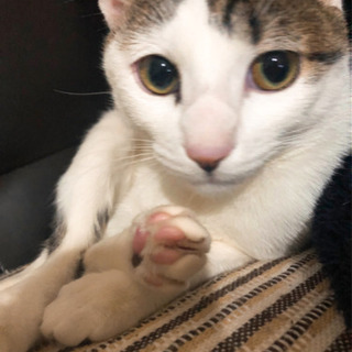 【一旦募集停止】10ヶ月の甘えん坊猫、白キジの女の子です。