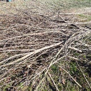 ゴマの木　枝差し上げます♪