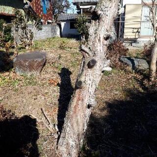 ゴマの木　枝差し上げます♪の画像