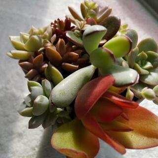 多肉植物