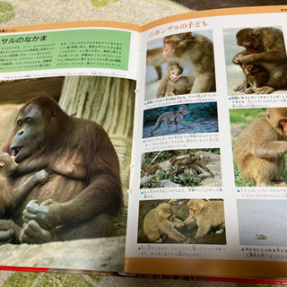 今だけ半額に｣旺文社の｢植物図鑑｣｢植物図鑑｣大型版の画像