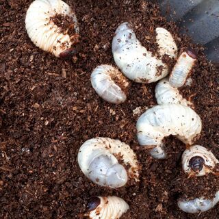 カブトムシの幼虫さんセットの画像