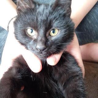 生後3ヶ月くらいの子猫です😀