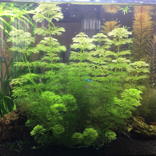 水草3種各2株400円   値下げしました！