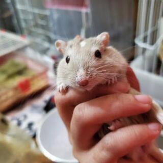 スナネズミ ハムスター パンダマウス ねずみさん好き