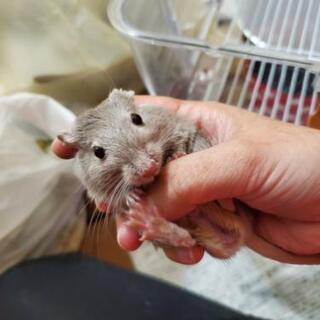 スナネズミ ハムスター パンダマウス ねずみさん好き - 福生市