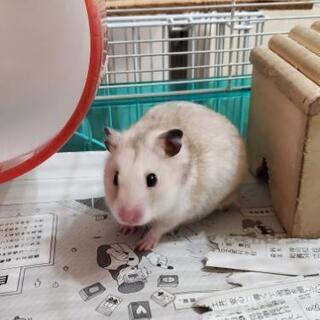 スナネズミ ハムスター パンダマウス ねずみさん好き - 友達