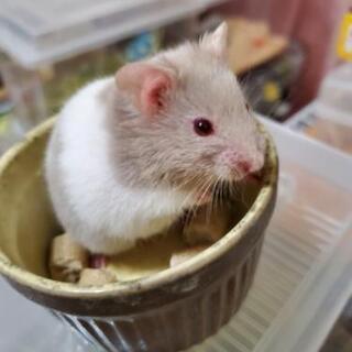 スナネズミ ハムスター パンダマウス ねずみさん好き − 東京都