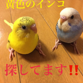 （岐阜市）黄色のインコを探してます！