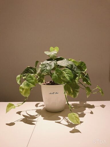 観葉植物 ラスターポット A-155型 フェイクグリーン　※引き取りに来てくださる方