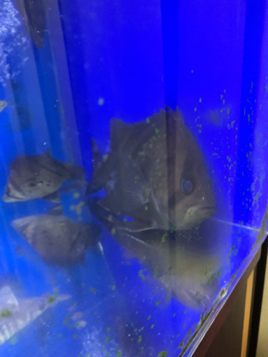 ダトニオプラスワン