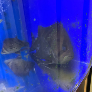 ダトニオプラスワン
