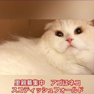 スコティシュフォールド　成猫里親募集中　●●●本文をよくご覧下さ...