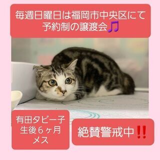 毎週日曜日は福岡市中央区にて予約制の譲渡会🎵有田タビー子
