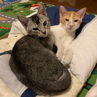 仲良し子猫😸センターレスキュー