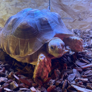 ケヅメリクガメ 1歳