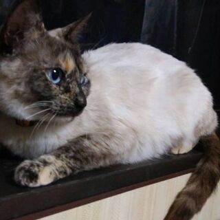 1歳4ヶ月位　綺麗な柄の4姉妹のママ猫ちゃん【2/14(日曜日)...