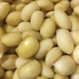 第3回　自家製お味噌を作ってみませんか〜の画像