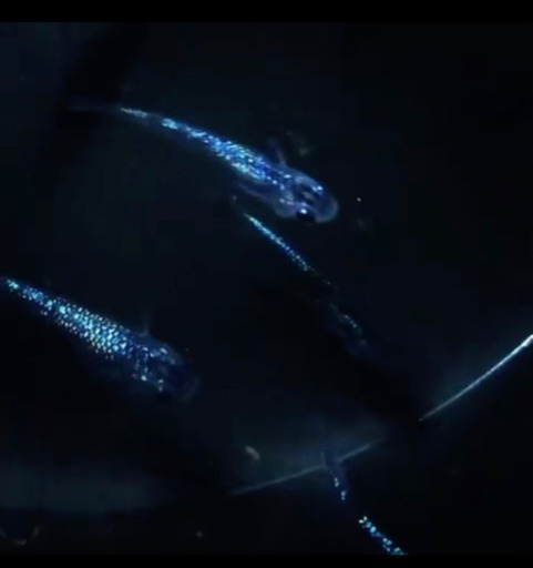 〝取引済み〟静楽庵血統　サファイアメダカ