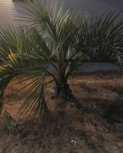 【お取引決定しました】ココスヤシ 取りに来てくれる方