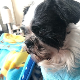 メスの老犬大人しくて可愛い子です！
