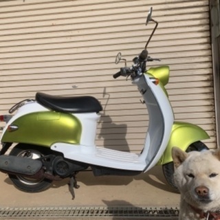 ビーノ　50 sa10j 2スト　キャンディーライムゴールド　実...