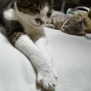 岩手で新しく動物保護活動🐾