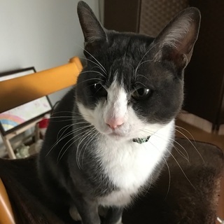 猫のいる隠れ家スタジオ「蒼と陽と花」☆ベリーダンスの個人レッスン☆踊ってみたい人、何かをはじめたい人、もちろん猫好きな人も！お待ちしておりますの画像