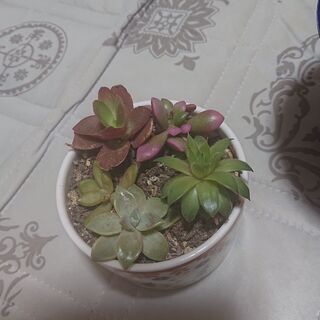 多肉植物が好きな方お友達になりませんか？ - 高崎市
