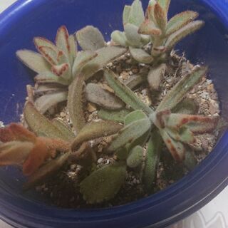 多肉植物が好きな方お友達になりませんか？